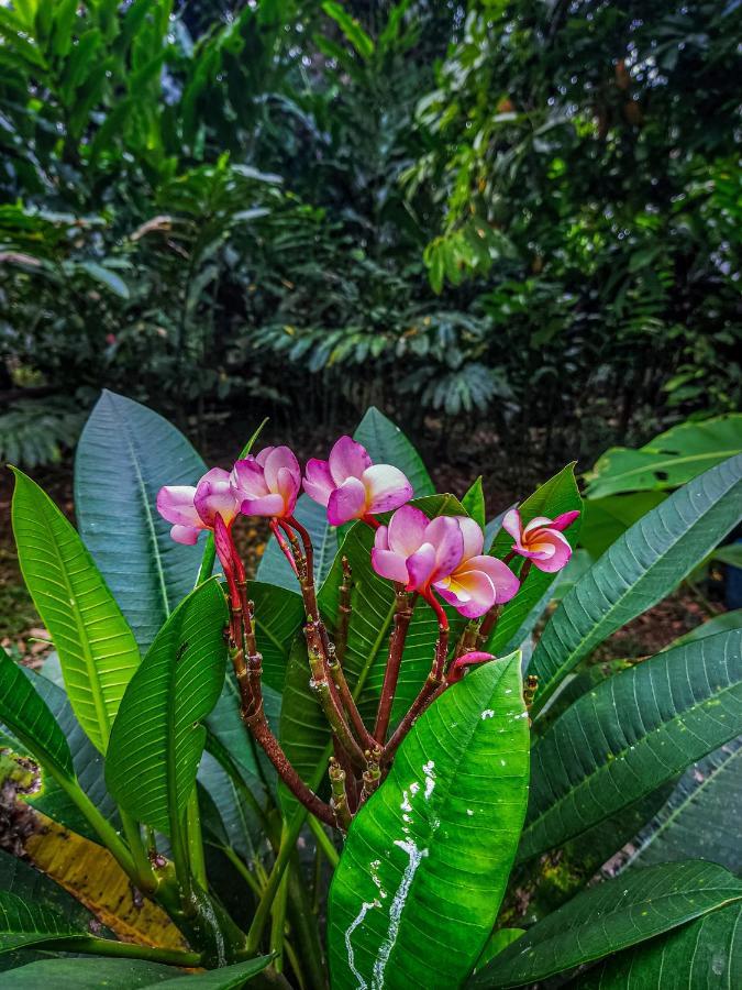 K'Erenda Homet Reserva Natural 马尔多纳多港 外观 照片