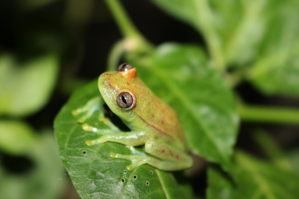 K'Erenda Homet Reserva Natural 马尔多纳多港 外观 照片