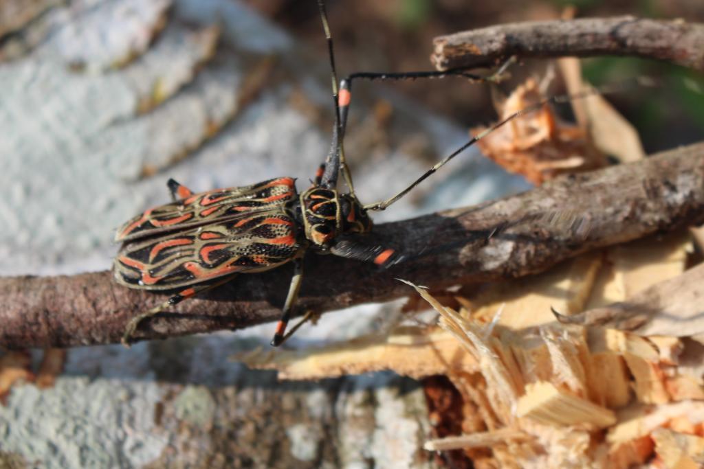 K'Erenda Homet Reserva Natural 马尔多纳多港 外观 照片